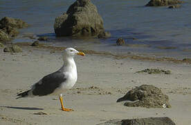 Yellow-footed Gull