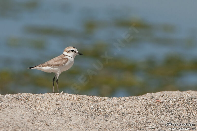 Kentish Plover male adult