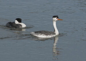 Clark's Grebe