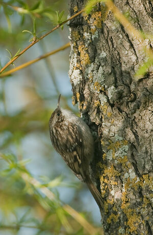 Short-toed Treecreeper