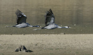 Common Crane 
&copy; Fran�ois Granja