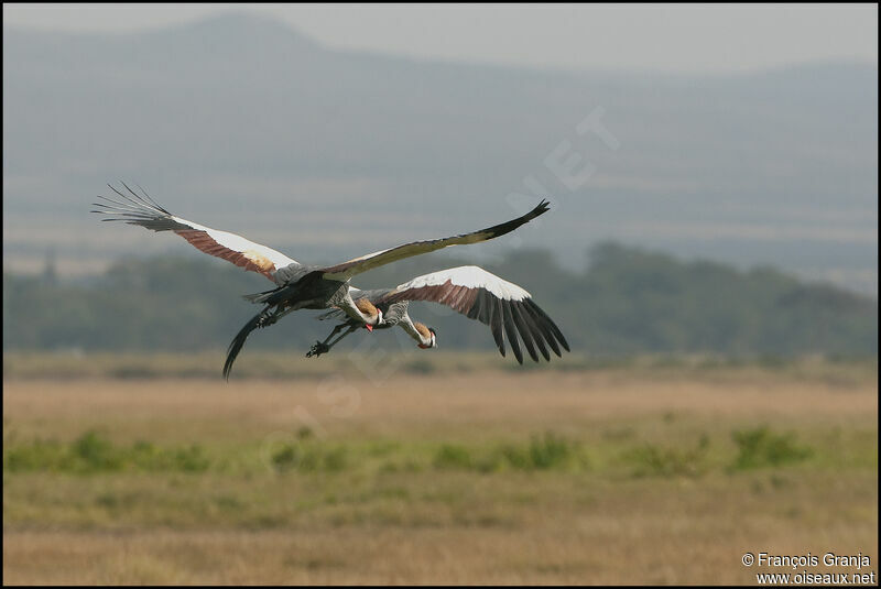 Grey Crowned Crane , Flight