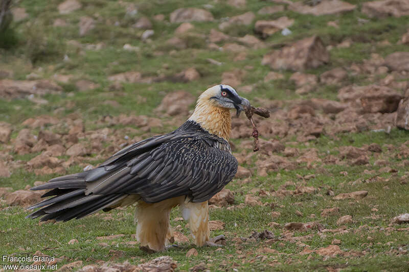 Bearded Vultureadult, habitat, pigmentation, eats, Behaviour