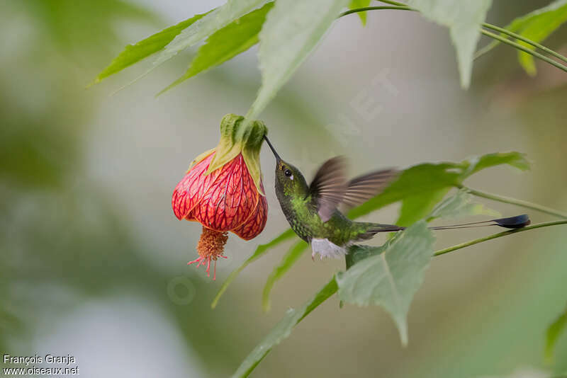 White-booted Racket-tail male adult, feeding habits, eats
