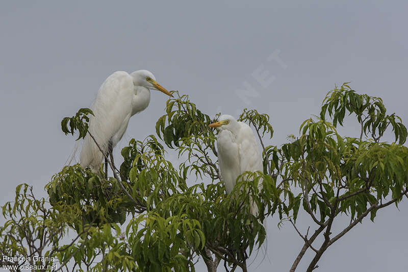 Medium Egret, habitat