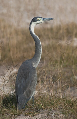 Black-headed Heron 
&copy; Fran�ois Granja