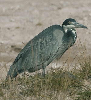 Black-headed Heron 
&copy; Fran�ois Granja