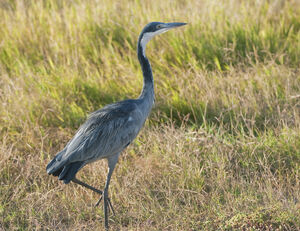 Black-headed Heron 
&copy; Fran�ois Granja
