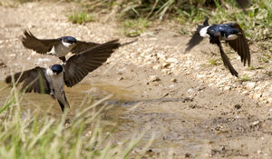 Common House Martin 
&copy; Fran�ois Granja