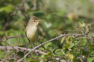 Hypola�s polyglotte 
&copy; Fran�ois Granja