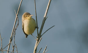 Hypola�s polyglotte 
&copy; Fran�ois Granja