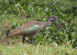 Ibis hagedash