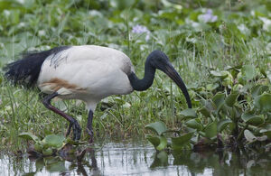African Sacred Ibis 
&copy; Fran�ois Granja
