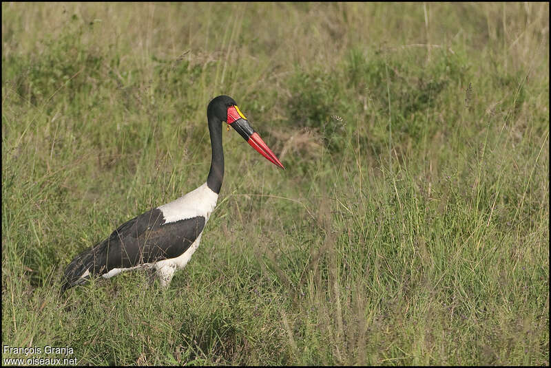 Saddle-billed Stork male adult breeding, habitat, pigmentation
