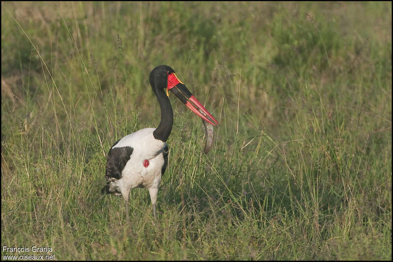 Saddle-billed Stork, pigmentation, feeding habits