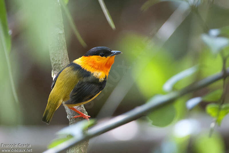 Orange-collared Manakinadult, identification