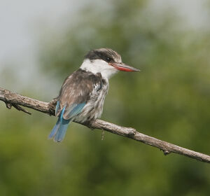 Striped Kingfisher