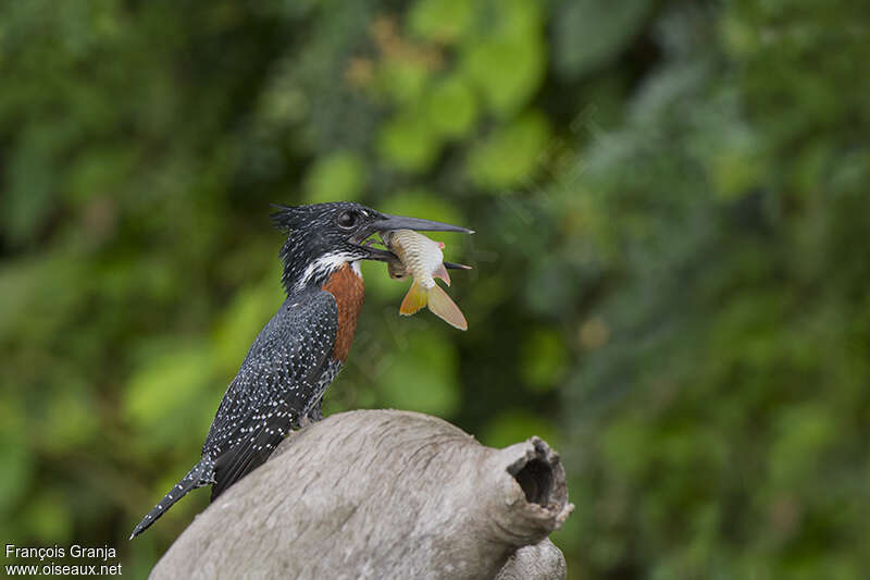 Giant Kingfisher male adult, feeding habits, fishing/hunting