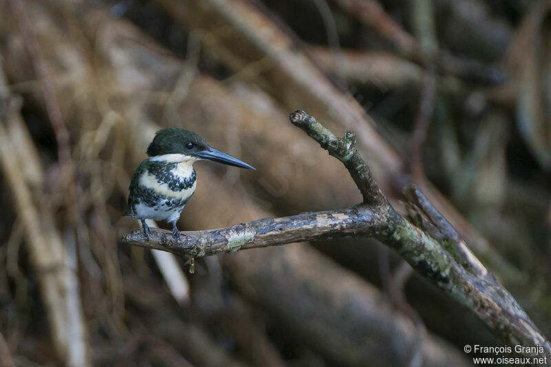 Green Kingfisher female adult