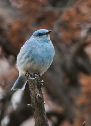 Mountain Bluebird