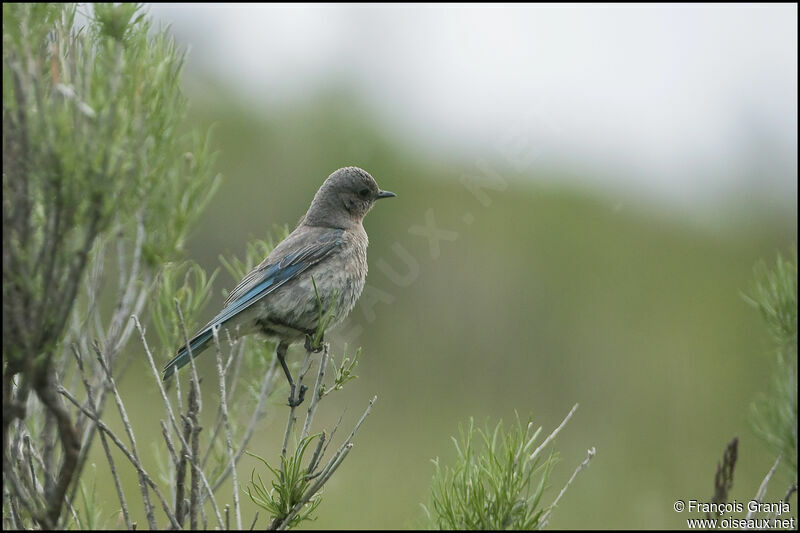 Mountain Bluebird female adult