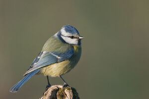 Eurasian Blue Tit 
&copy; Fran�ois Granja