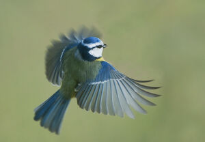 Eurasian Blue Tit 
&copy; Fran�ois Granja