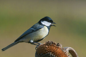 Great Tit 
&copy; Fran�ois Granja