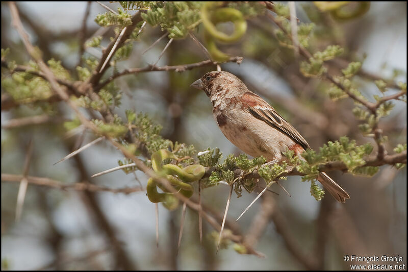 Chestnut Sparrow female