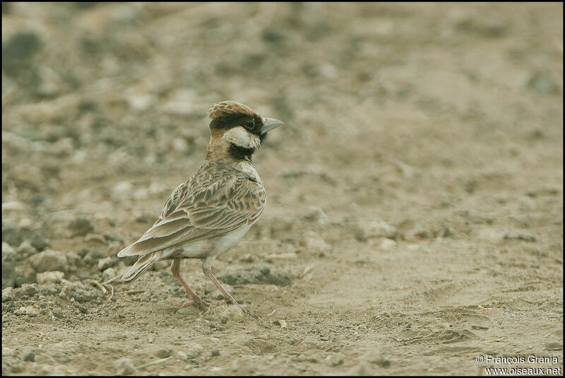 Fischer's Sparrow-Lark male