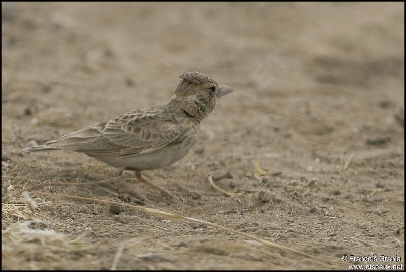 Fischer's Sparrow-Lark female