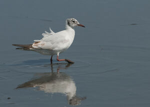 Black-headed Gull 
&copy; Fran�ois Granja