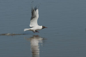 Black-headed Gull 
&copy; Fran�ois Granja