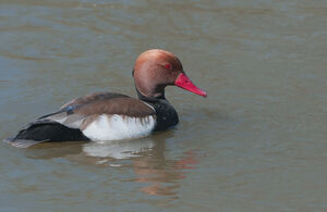 Red-crested Pochard 
&copy; Fran�ois Granja