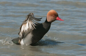 Red-crested Pochard 
&copy; Fran�ois Granja