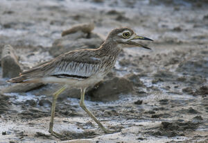 Senegal Thick-knee
