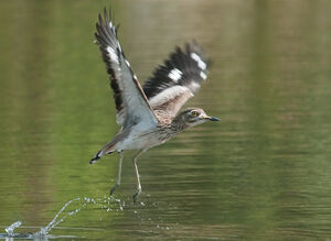 Senegal Thick-knee