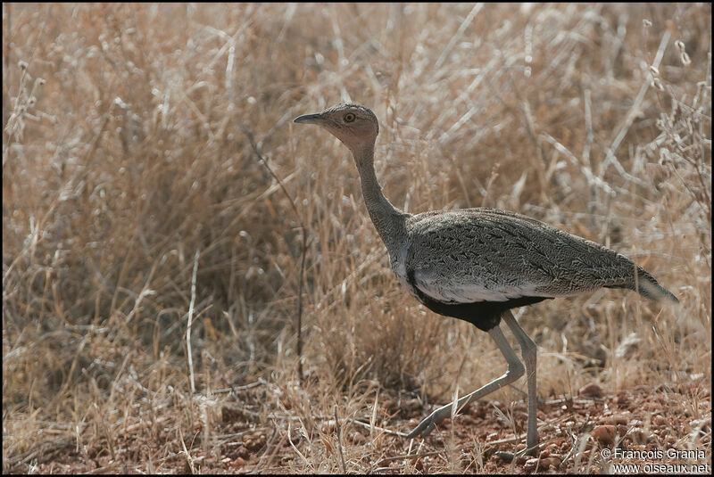 Buff-crested Bustard male adult, identification