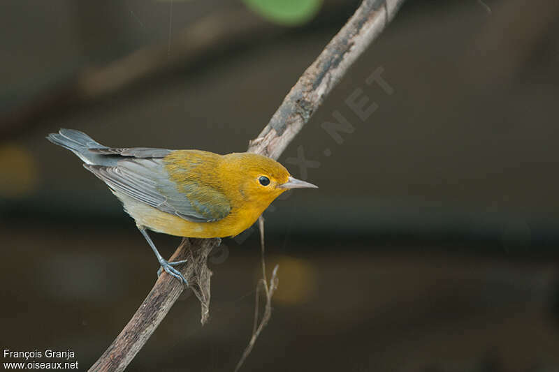Prothonotary Warbler female adult post breeding, identification