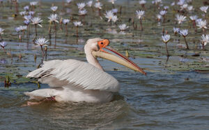 Great White Pelican 
&copy; Fran�ois Granja