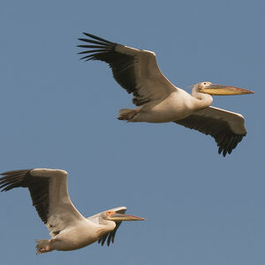 Great White Pelican 
&copy; Fran�ois Granja