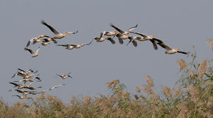 Great White Pelican 
&copy; Fran�ois Granja