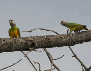 Senegal Parrot