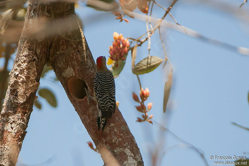 Red-crowned Woodpeckeradult