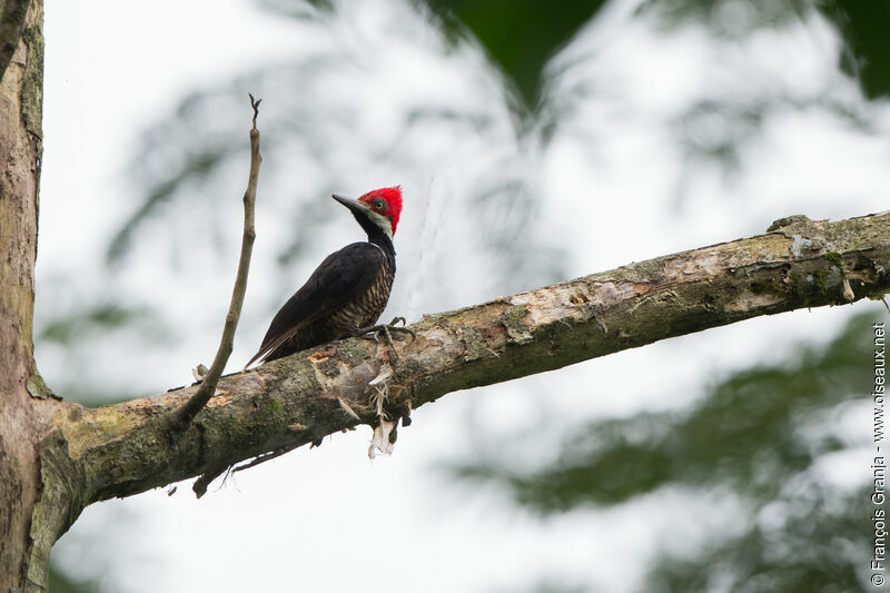 Guayaquil Woodpecker female