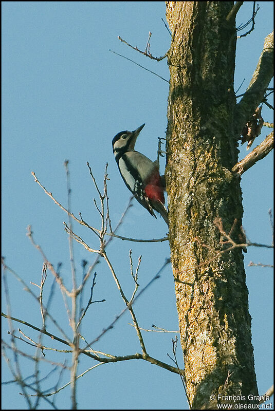 Great Spotted Woodpeckeradult