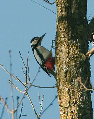 Great Spotted Woodpecker 
&copy; Fran�ois Granja