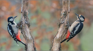 Great Spotted Woodpecker 
&copy; Fran�ois Granja