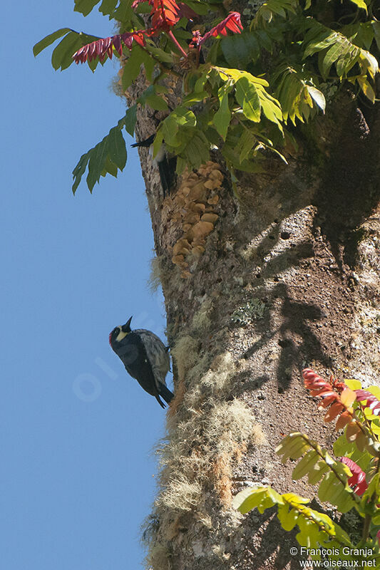 Acorn Woodpecker adult