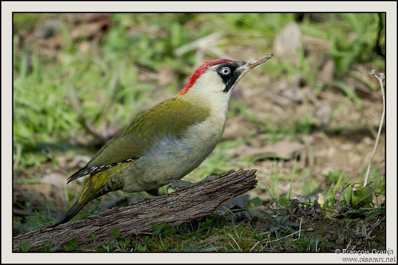 European Green Woodpecker female adult